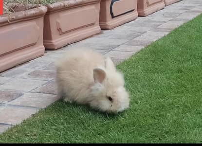 Teddy bear Male