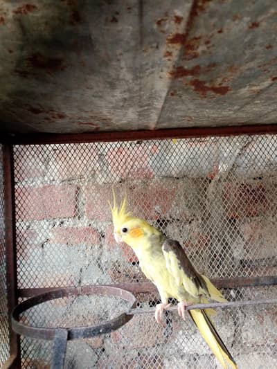 2 Years Old Cockatiel Breeder  for Sale