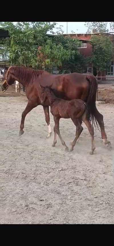 Spanish colt | colt | hourses | imported parents colt | spanish colt
