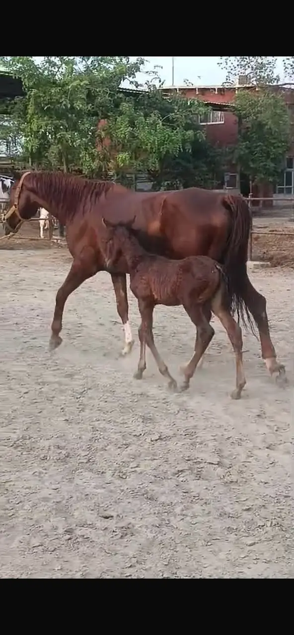 Spanish colt | colt | hourses | imported parents colt | spanish colt