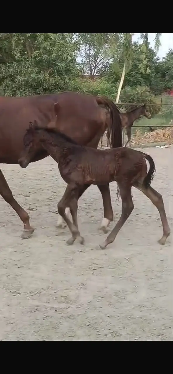 Spanish colt | colt | hourses | imported parents colt | spanish colt — photo 2