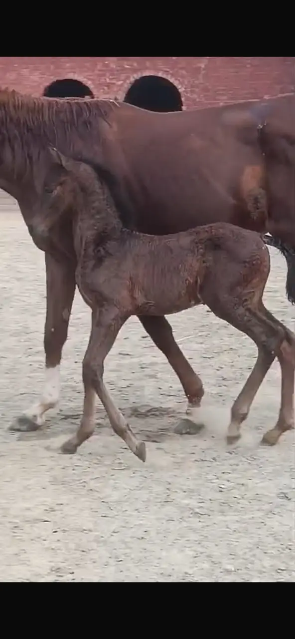Spanish colt | colt | hourses | imported parents colt | spanish colt — photo 3