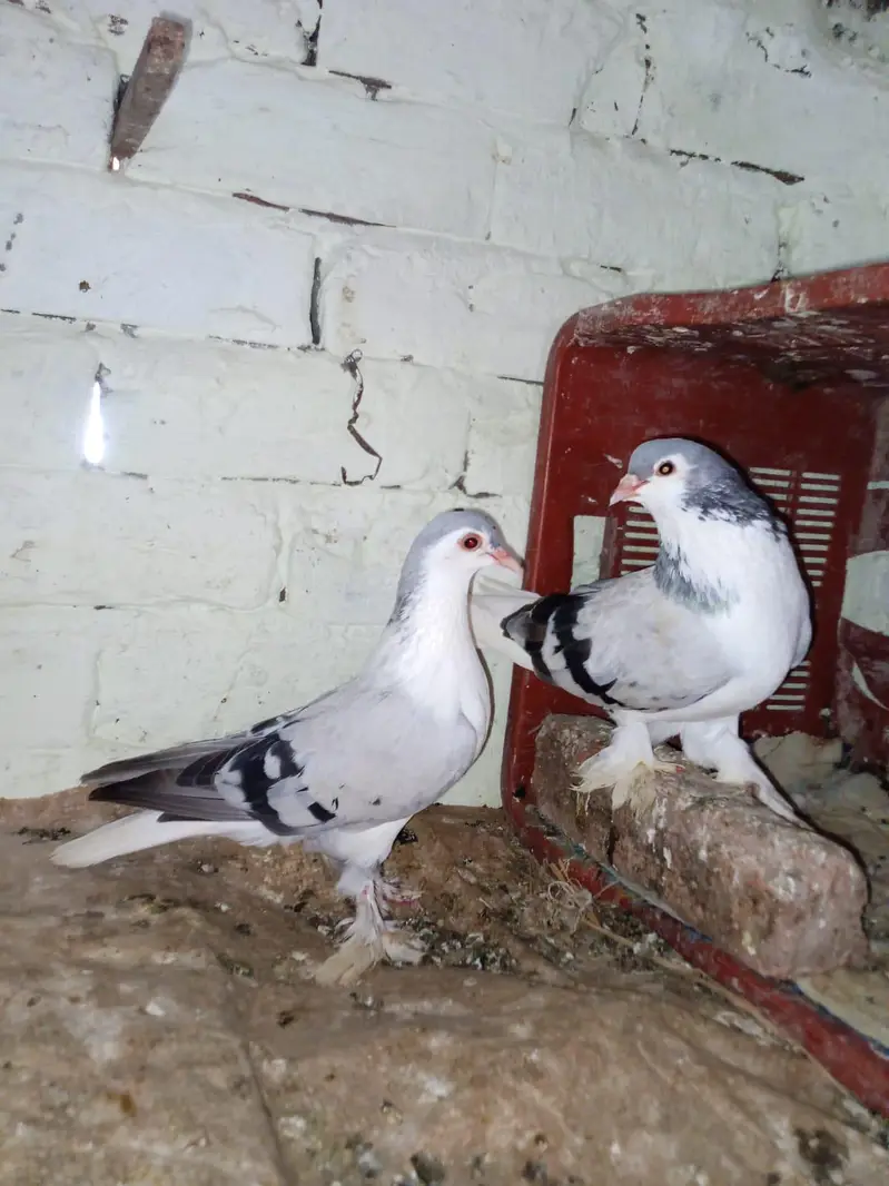 sherazi pair breeder. kasni khal pair breeder — photo 2