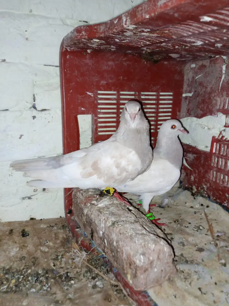 sherazi pair breeder. kasni khal pair breeder — photo 3