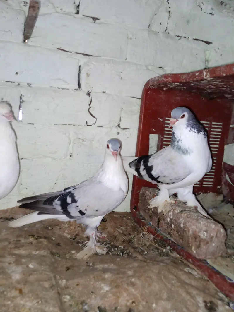 sherazi pair breeder. kasni khal pair breeder — photo 4