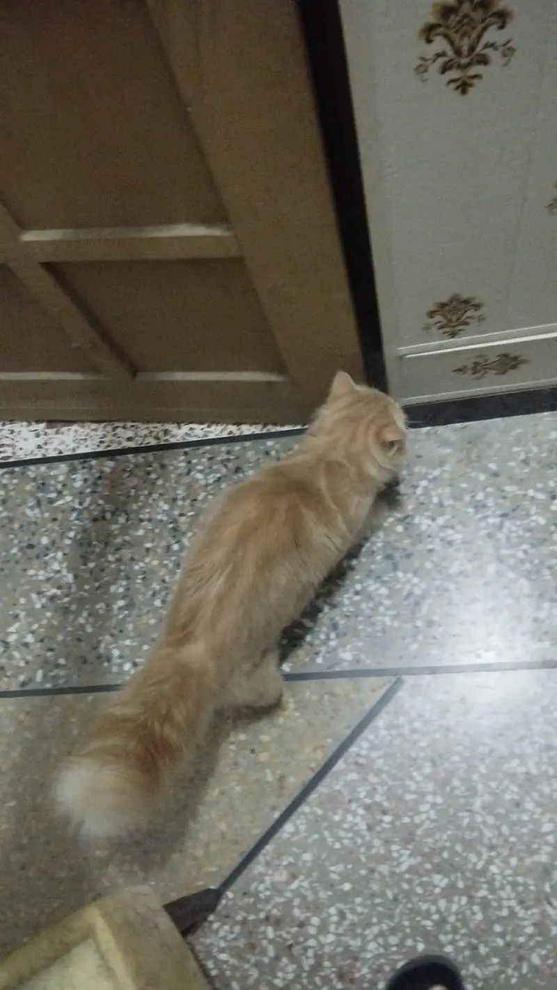 persian cat male — photo 2