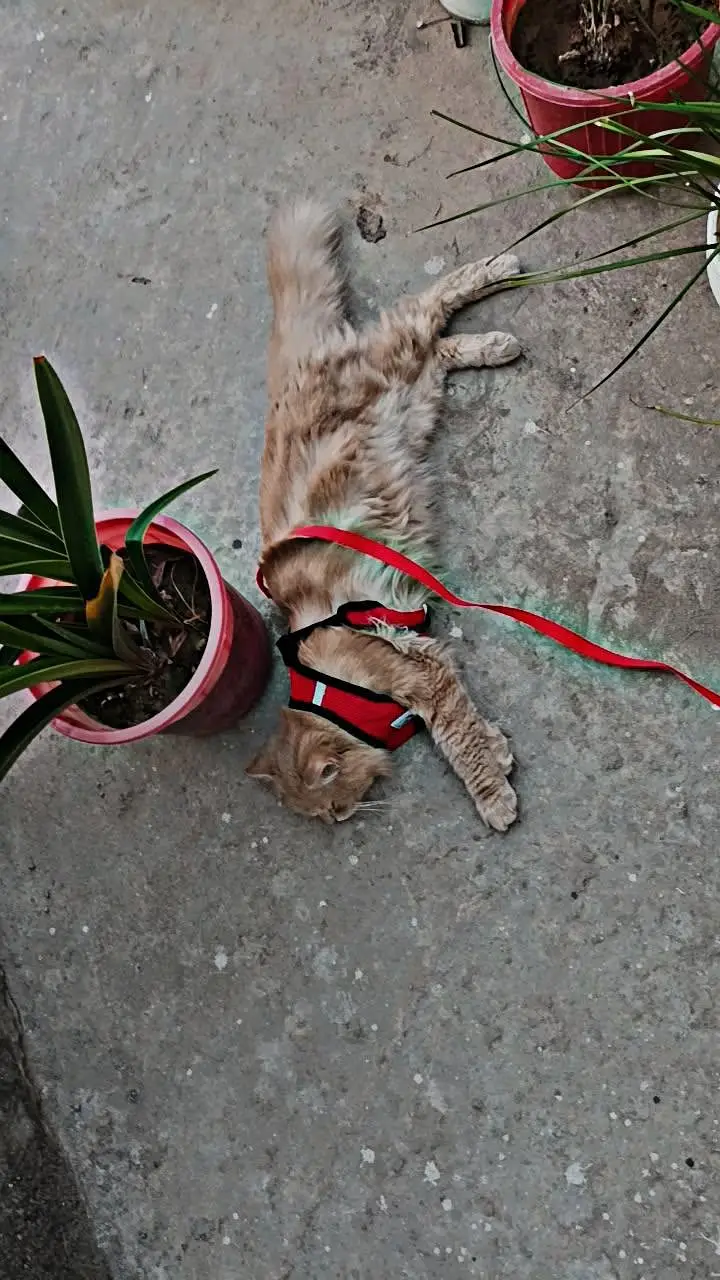 persian cat male — photo 4
