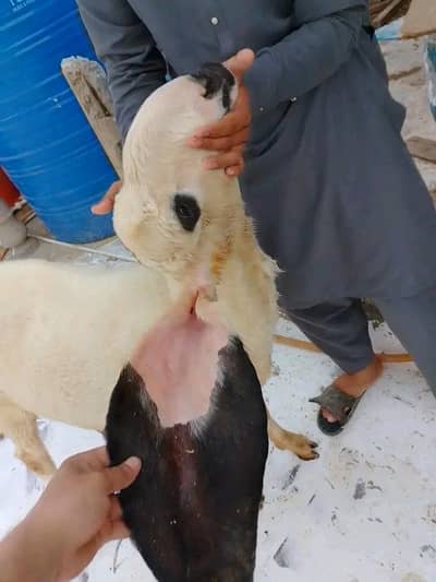sheep