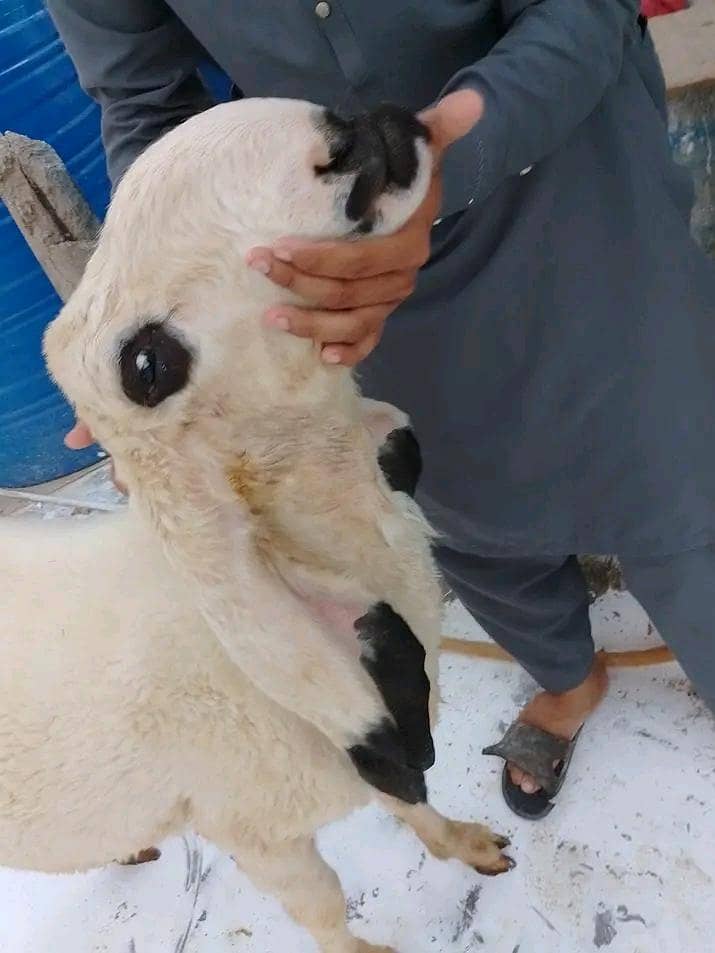 sheep 1