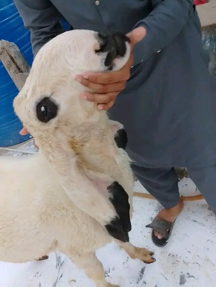 sheep — photo 2