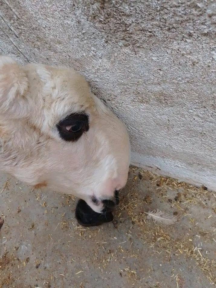 sheep 2