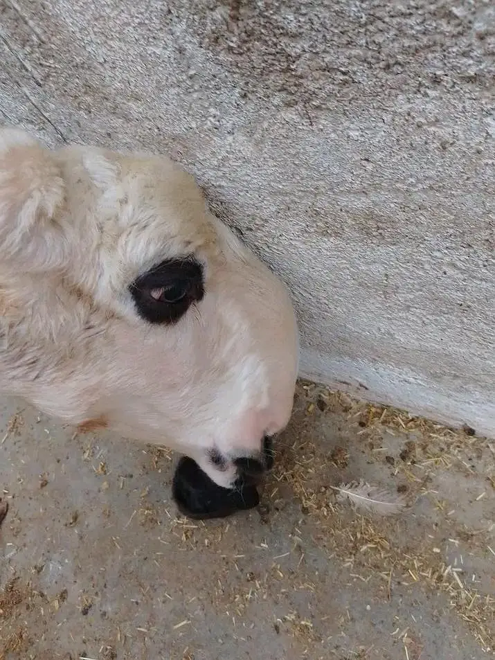 sheep — photo 3