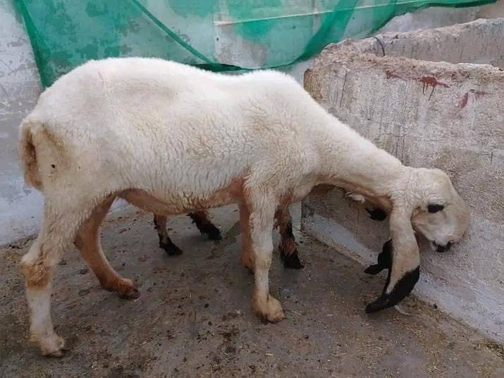 sheep 3
