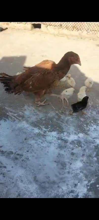 Aseel chicks aseel murgia