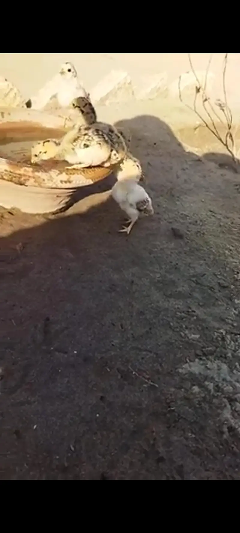 Aseel chicks aseel murgia — photo 2