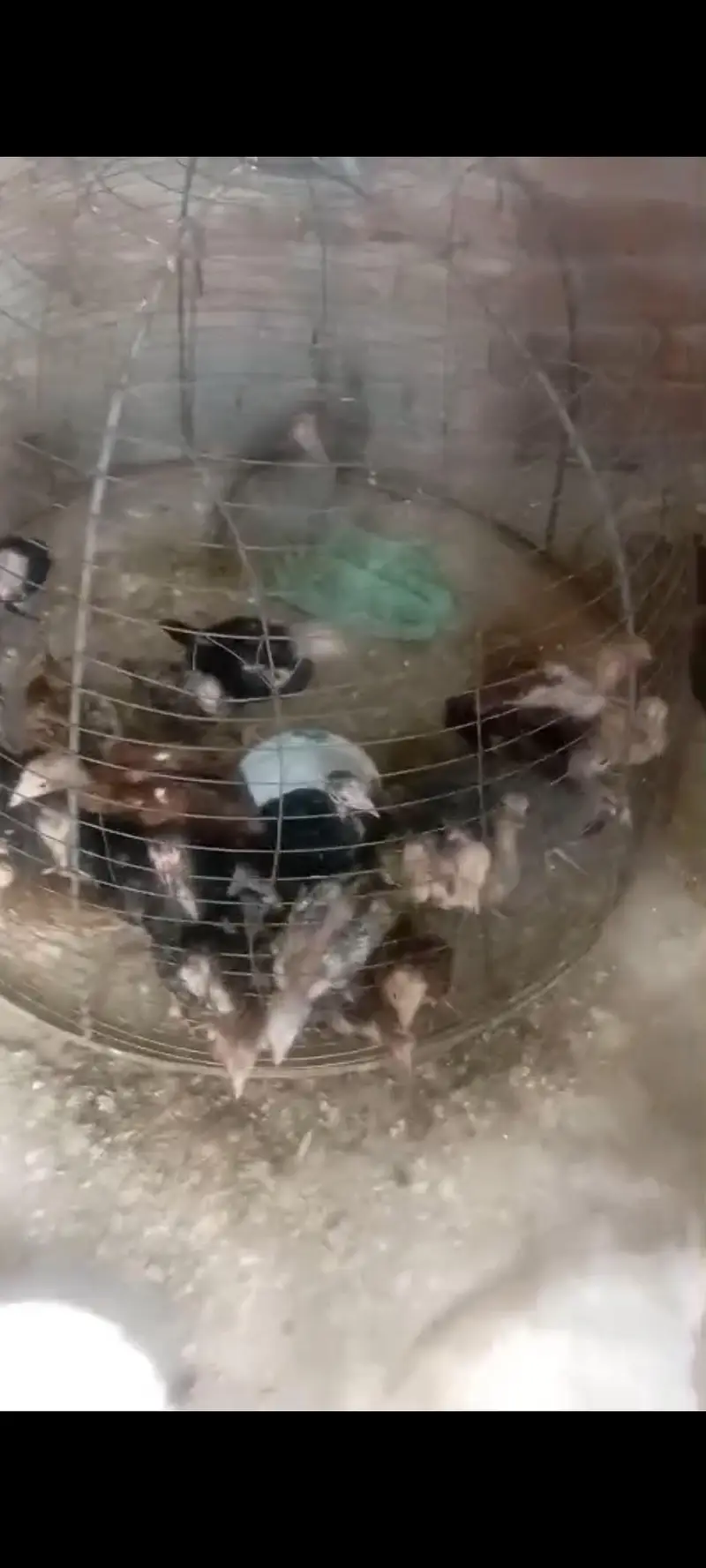 Aseel chicks aseel murgia — photo 3