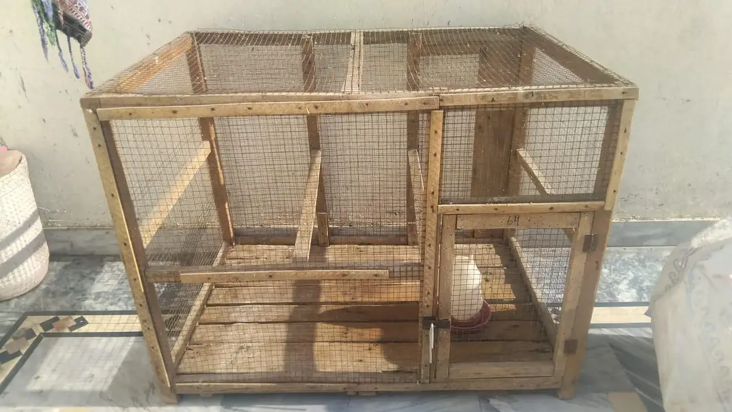 Aseel chicks aseel murgia — photo 4