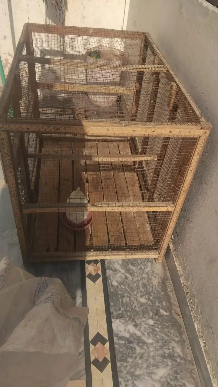 Aseel chicks aseel murgia — photo 5