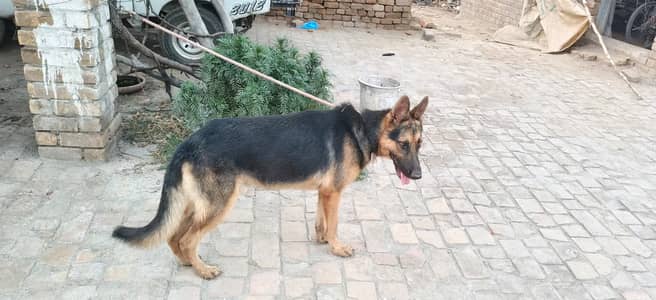 Urgently sell German shepherd Dog