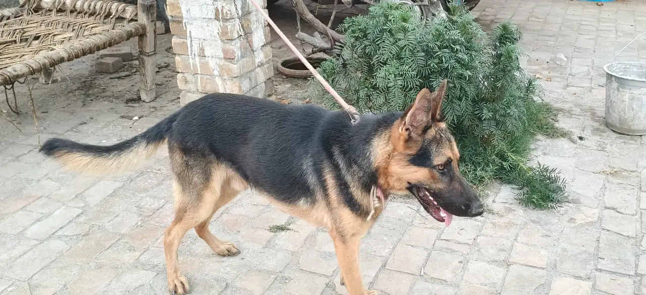 Urgently sell German shepherd Dog — photo 2