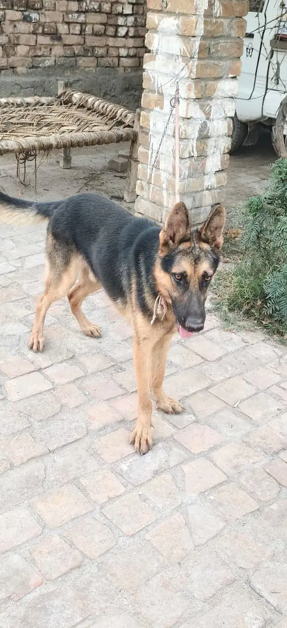 Urgently sell German shepherd Dog — photo 3
