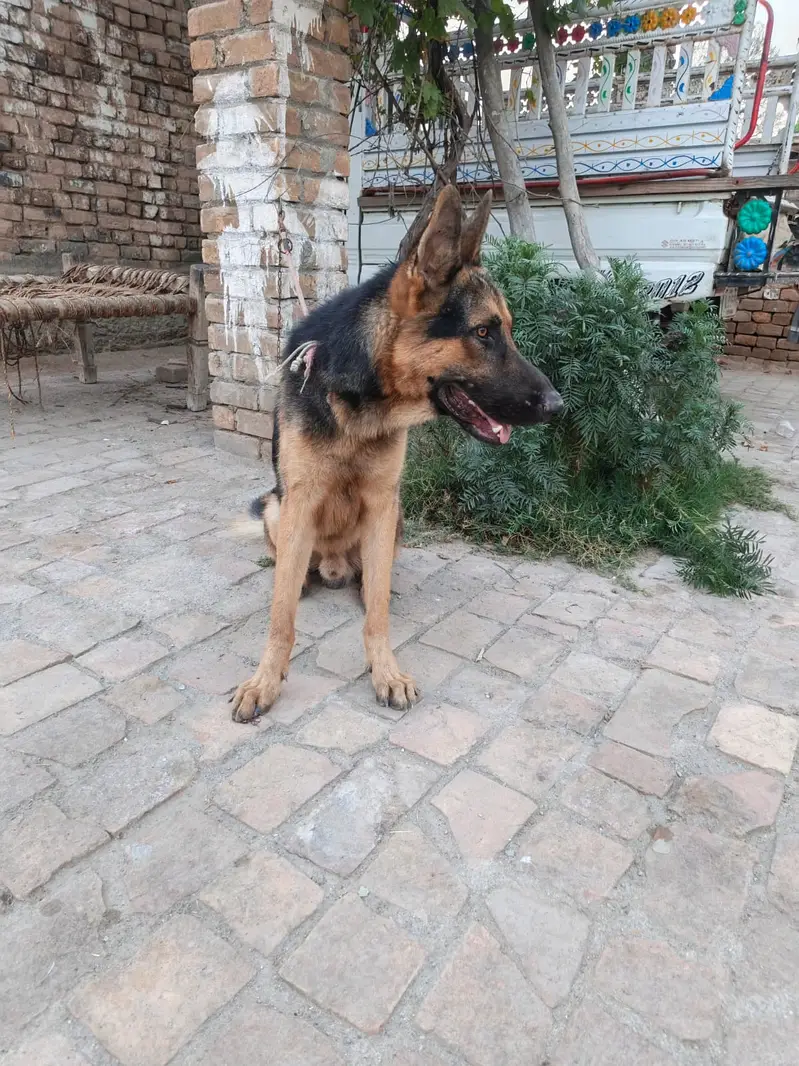 Urgently sell German shepherd Dog — photo 4