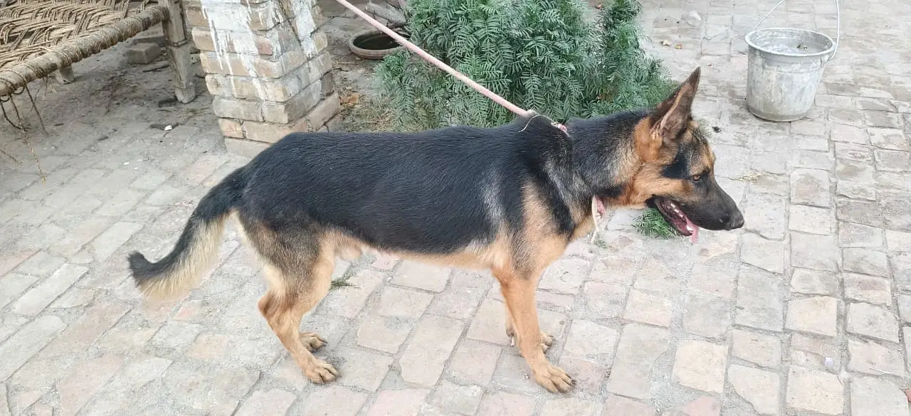 Urgently sell German shepherd Dog — photo 5