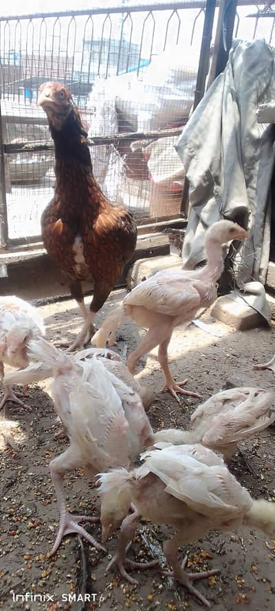 Heera chicks with hen