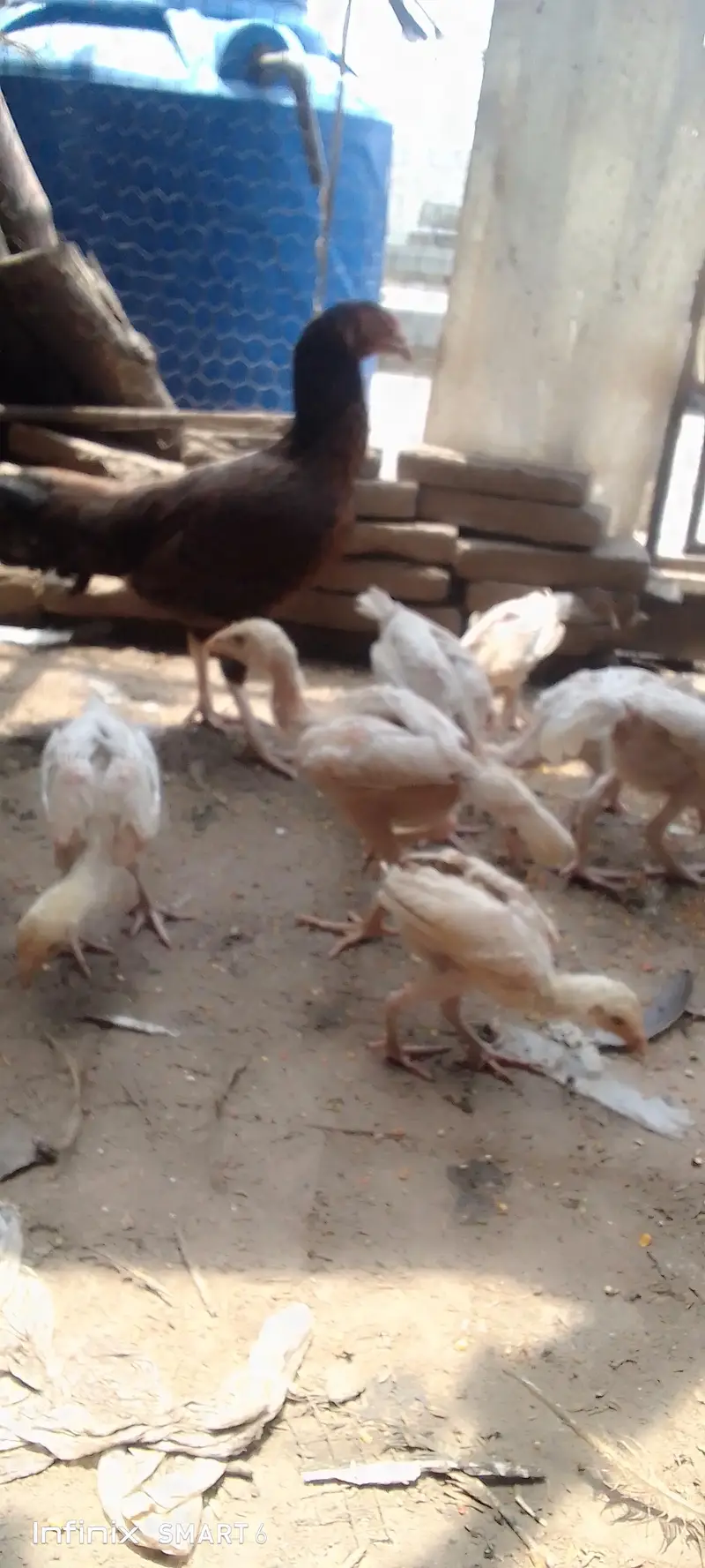 Heera chicks with hen — photo 2