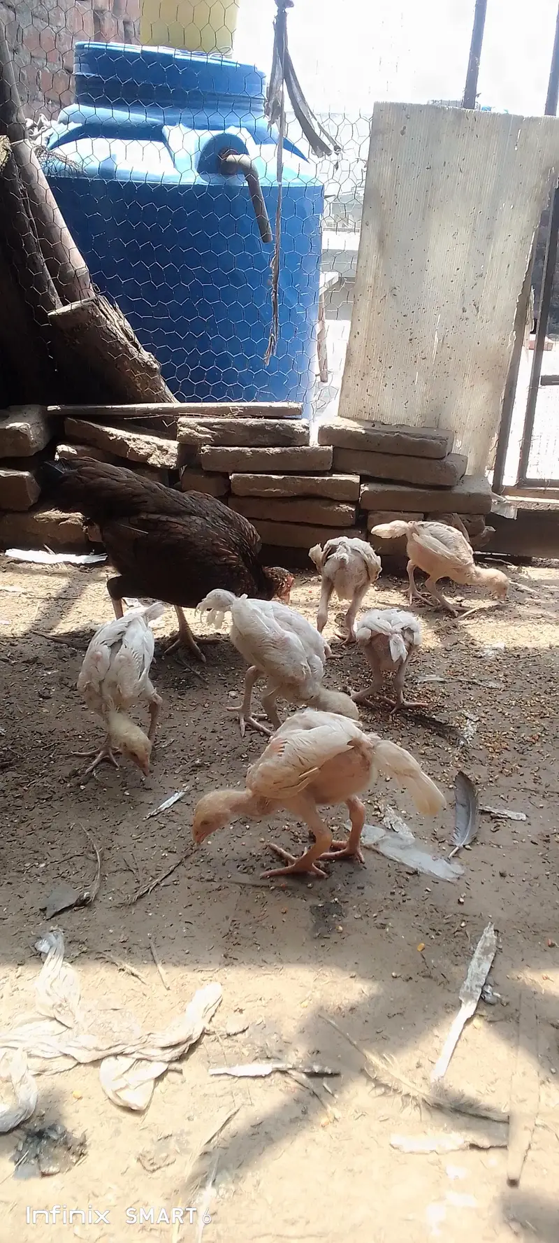Heera chicks with hen — photo 3