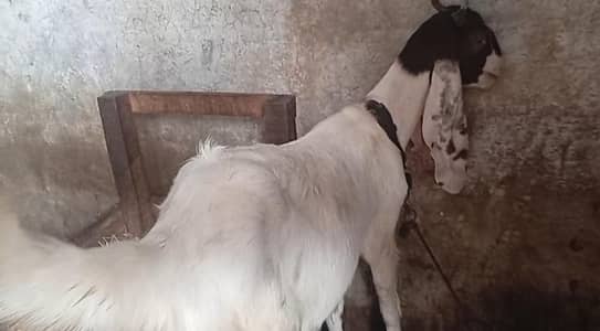Bakri For Sell Frist Timer