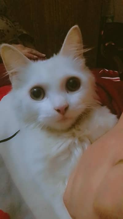 Persian cat