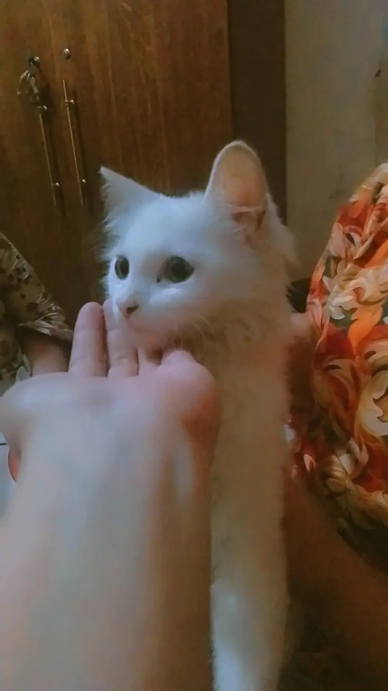 Persian cat — photo 2