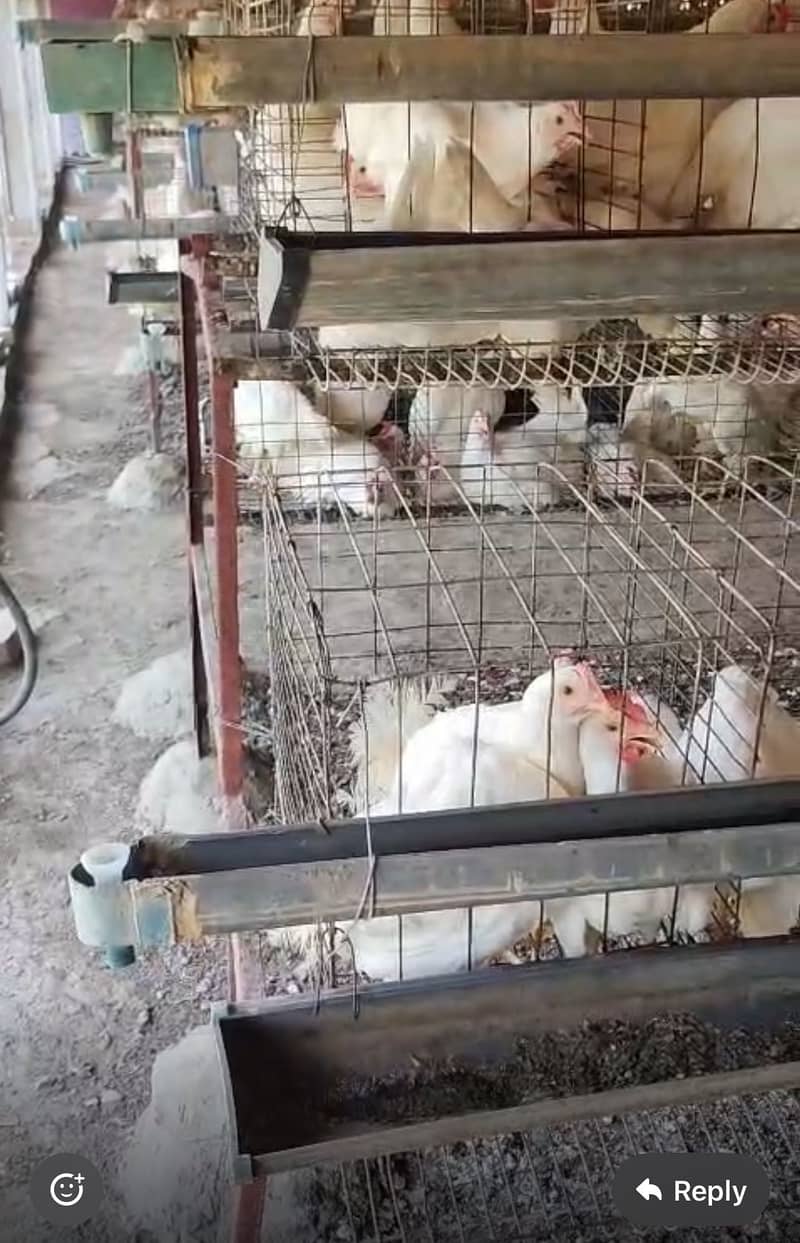 فروخت کے لیے – 6000 نوواجین (Novagen) چوزے Chicken/ Hens 0