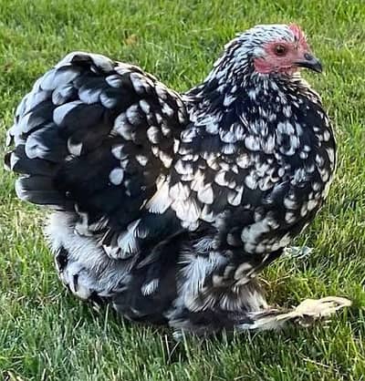 Coco Polish And Black Polish, bantam chicks, Mix Chick