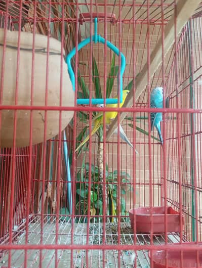 one mail two female  with cage