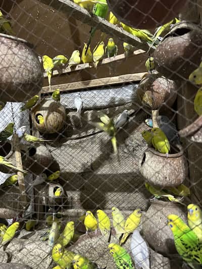 parrots