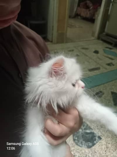 Cat for sell