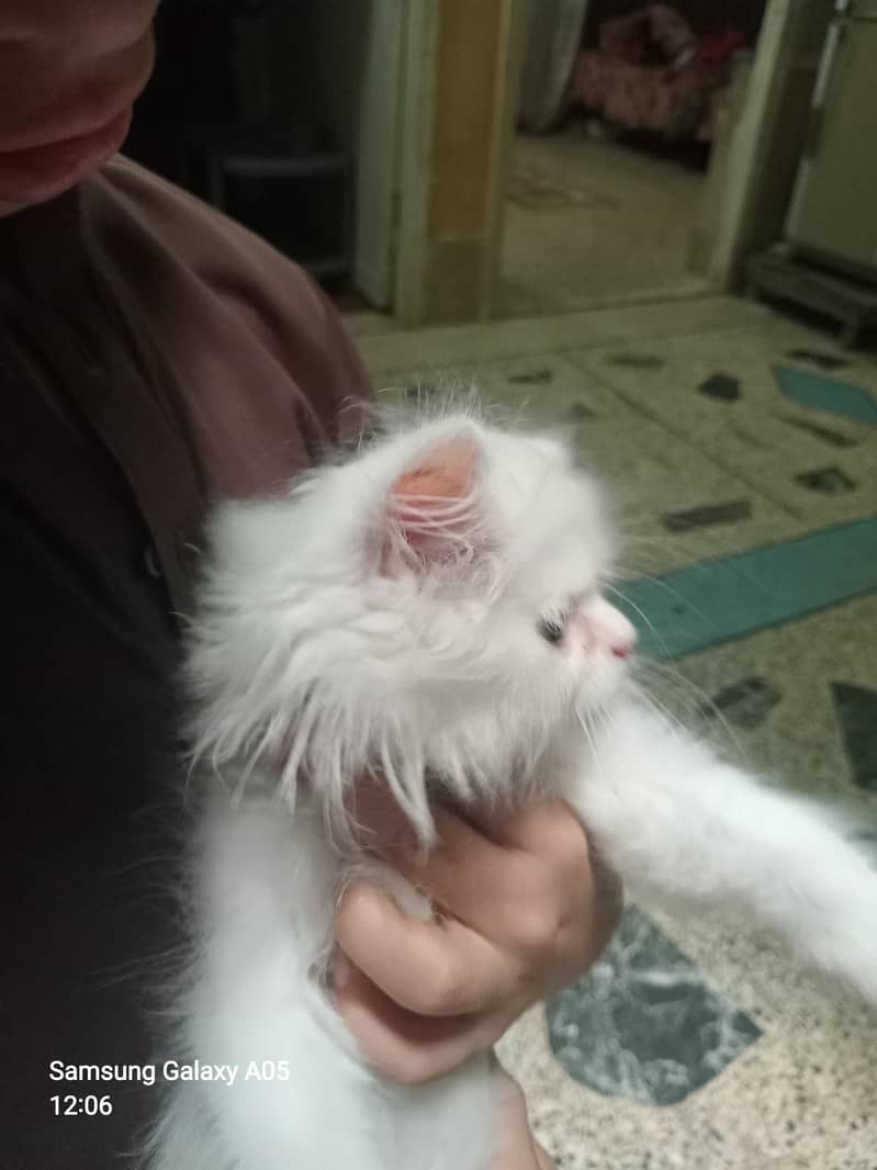 Cat for sell 0