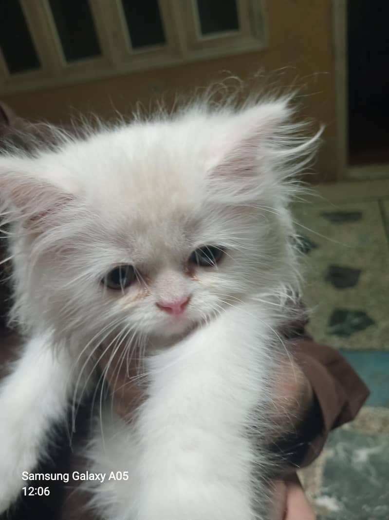 Cat for sell 1