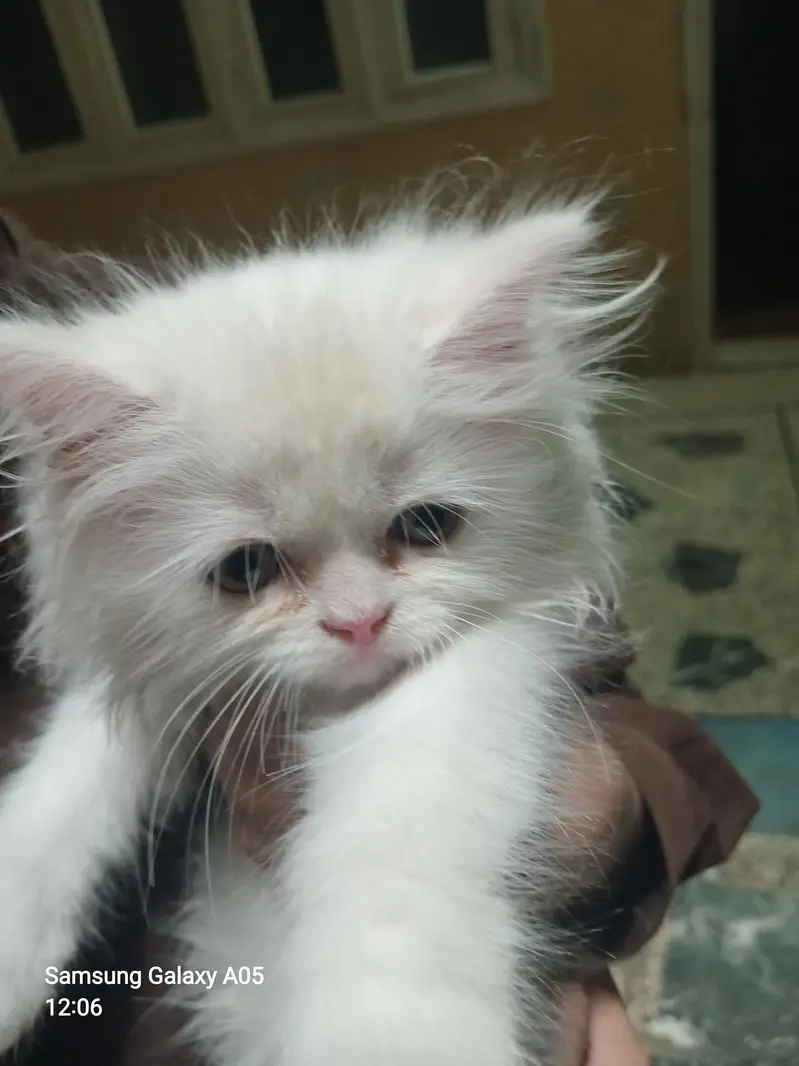 Cat for sell — photo 2