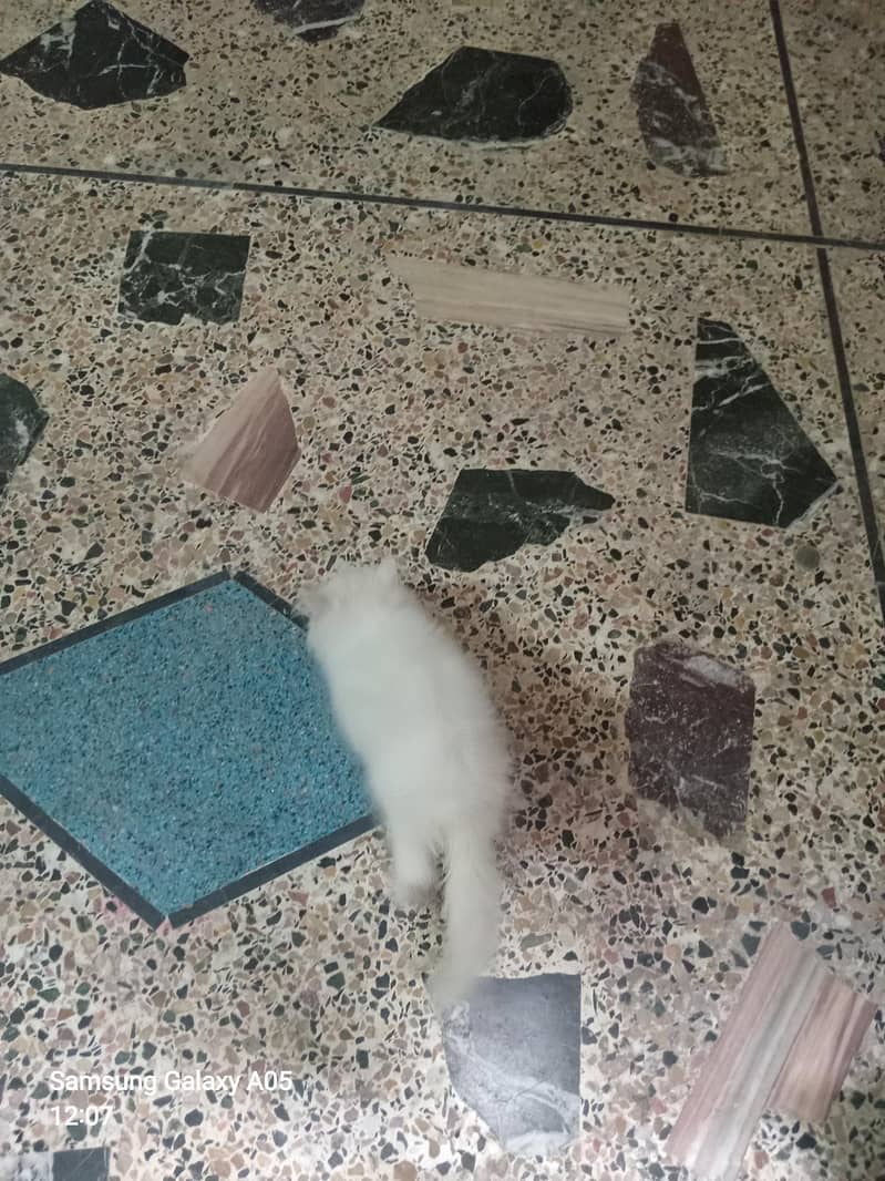 Cat for sell 2