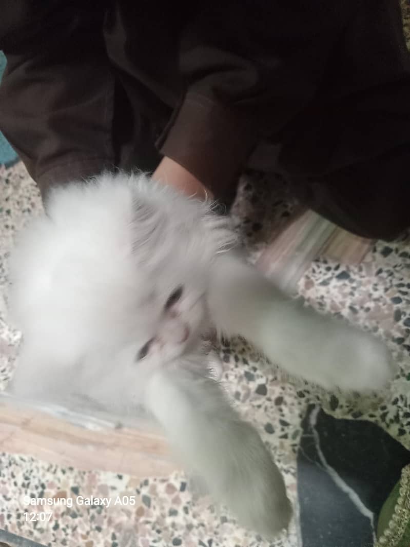 Cat for sell 3