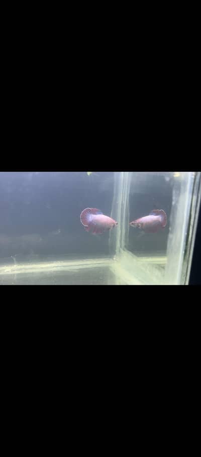  Female Betta Fish for Sale