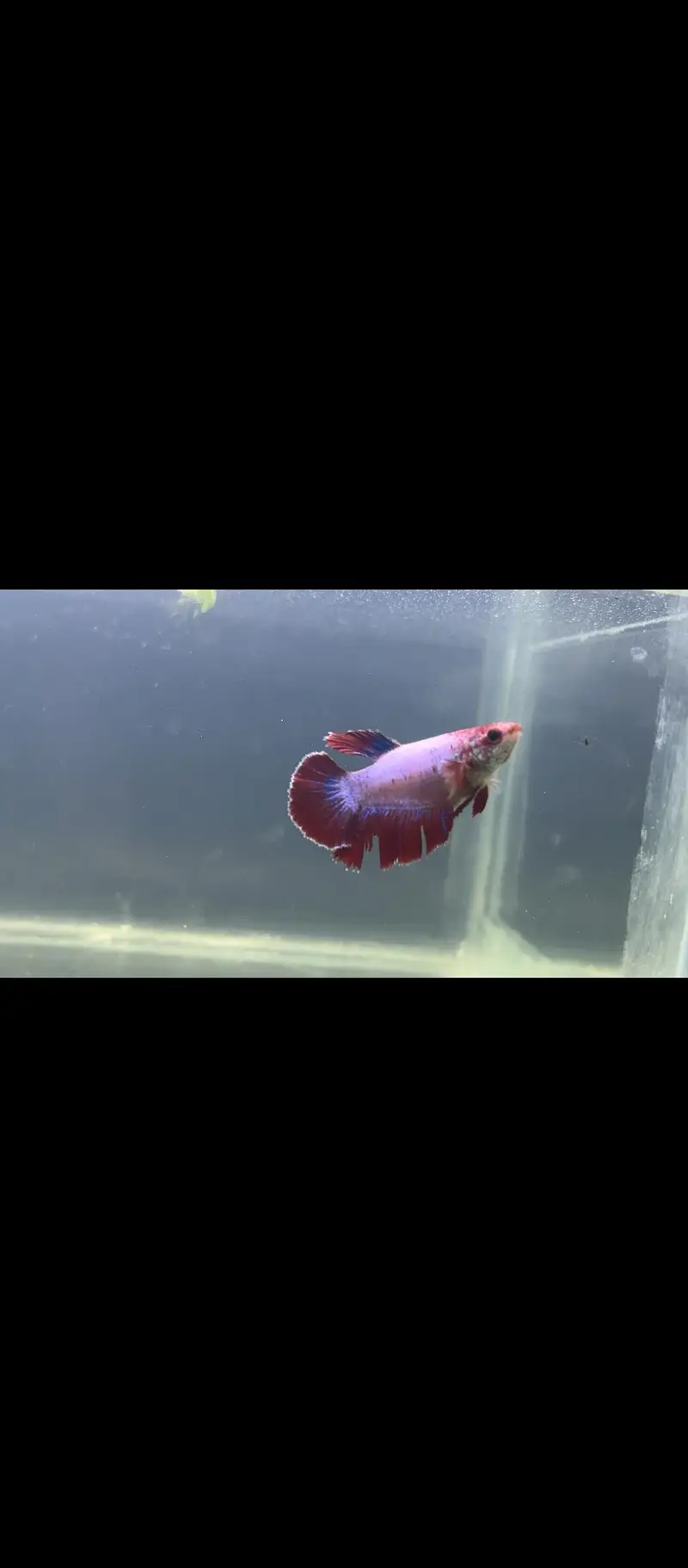 Female Betta Fish for Sale — photo 2