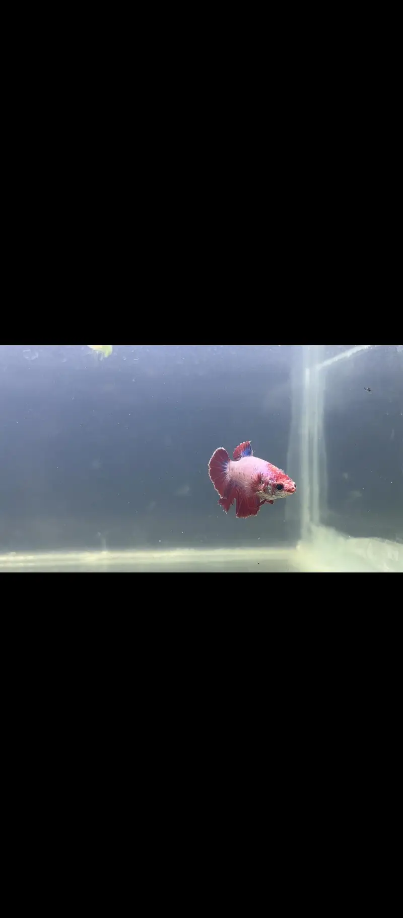  Female Betta Fish for Sale — photo 3