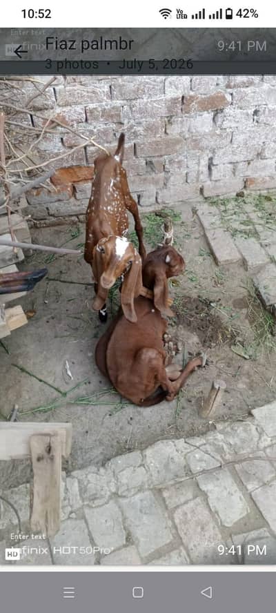 Goats