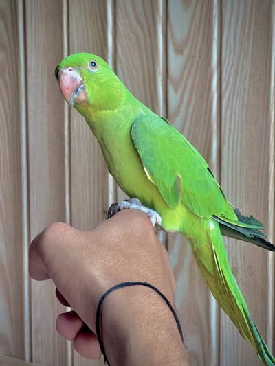 Green Ring Nack Male 4 to 5 Months age Hand Tame  WhatsApp 03456103456