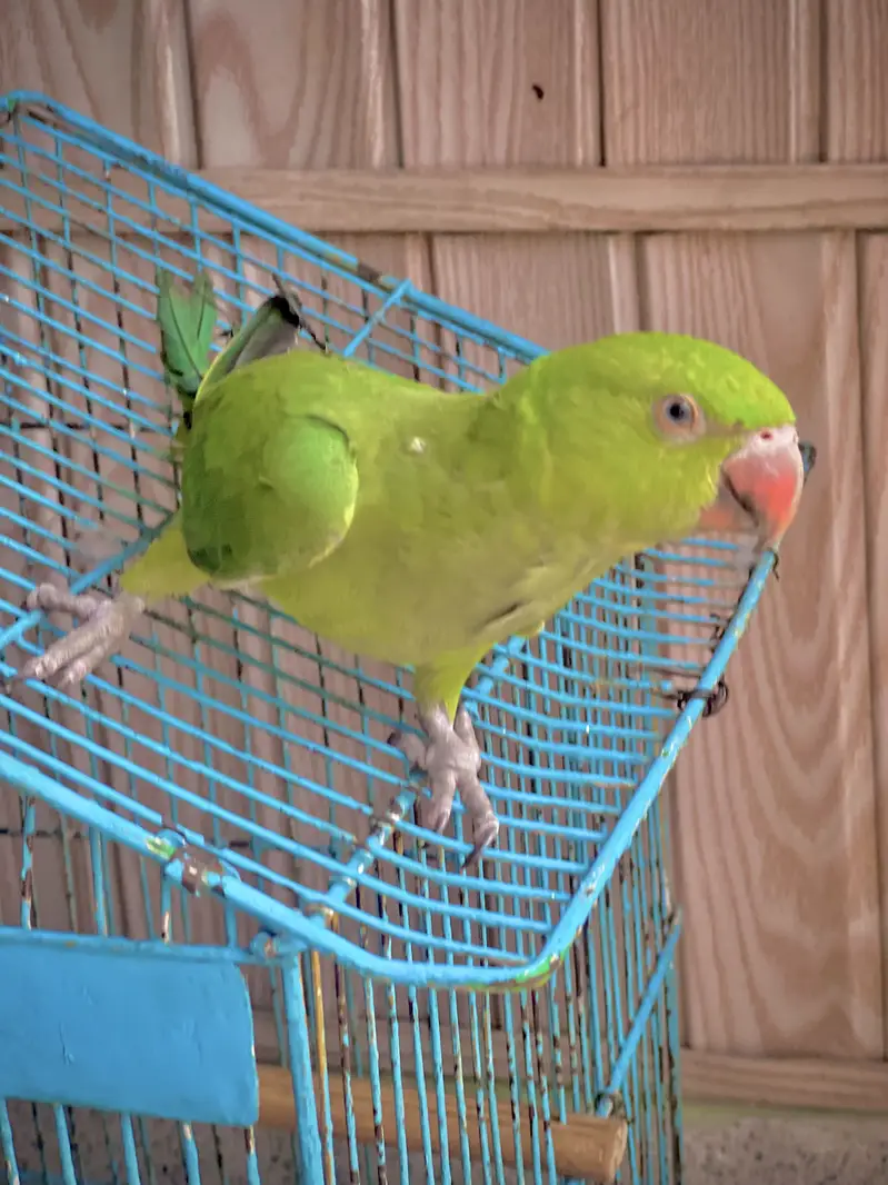 Green Ring Nack Male 4 to 5 Months age Hand Tame  WhatsApp 03456103456 — photo 2