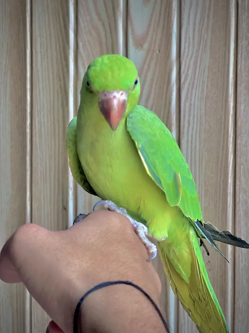Green Ring Nack Male 4 to 5 Months age Hand Tame  WhatsApp 03456103456 — photo 3